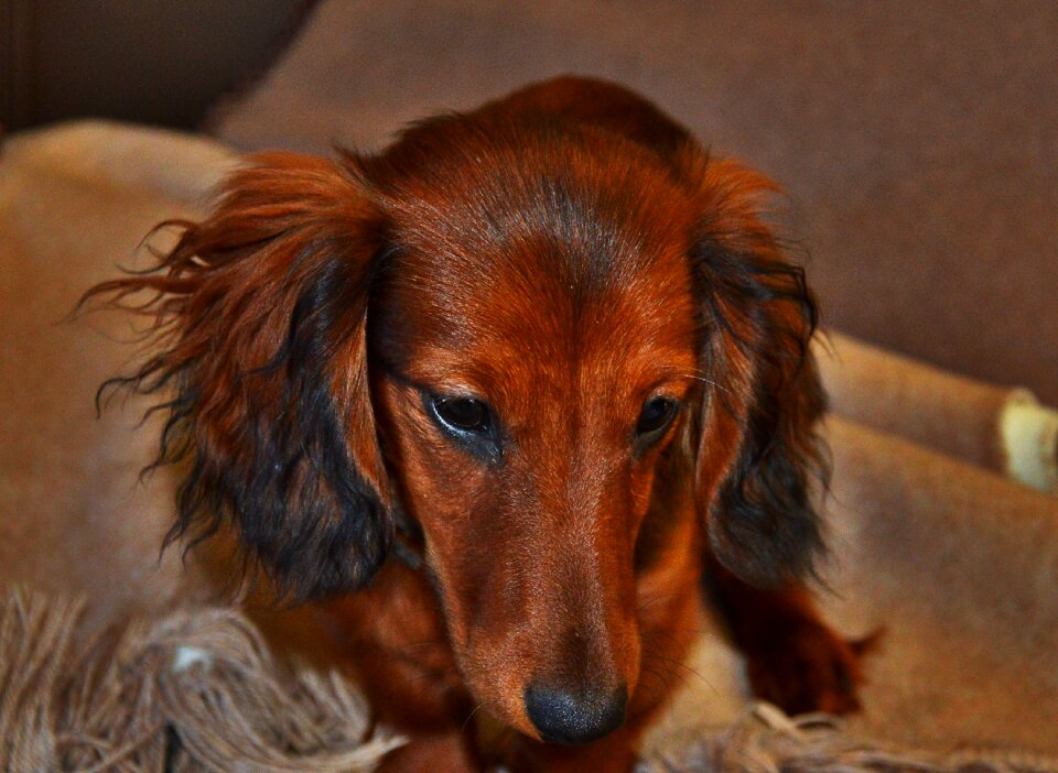 Brown view small dog