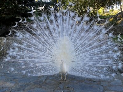 Ave feathers beautiful