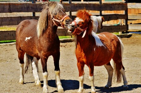Animal pony seahorses