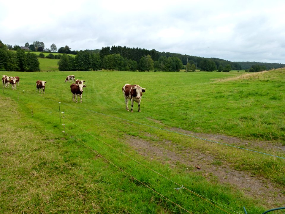 La Neuville-aux-Joûtes (Ardennes) paysage 01