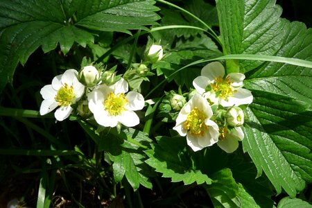 Bloom close up strawberry plant photo