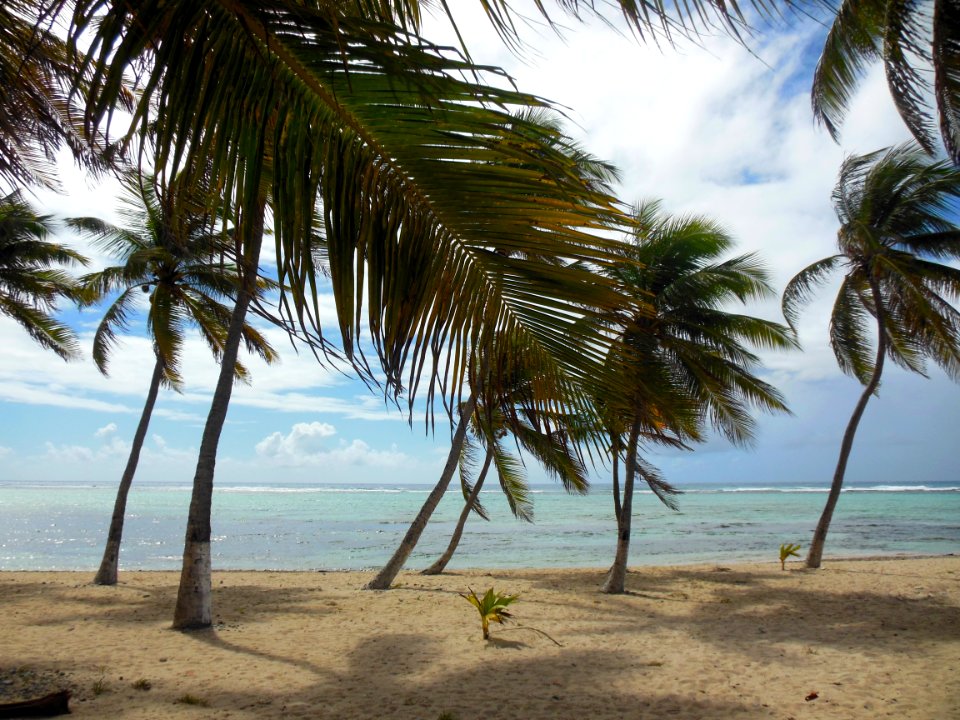 La PLAGE à FIFI à LA DESIRADE