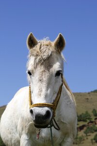 Whitehorse animal watch