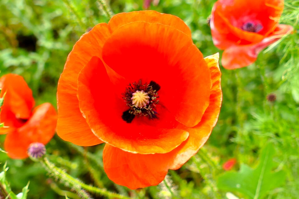 Red macro blossom