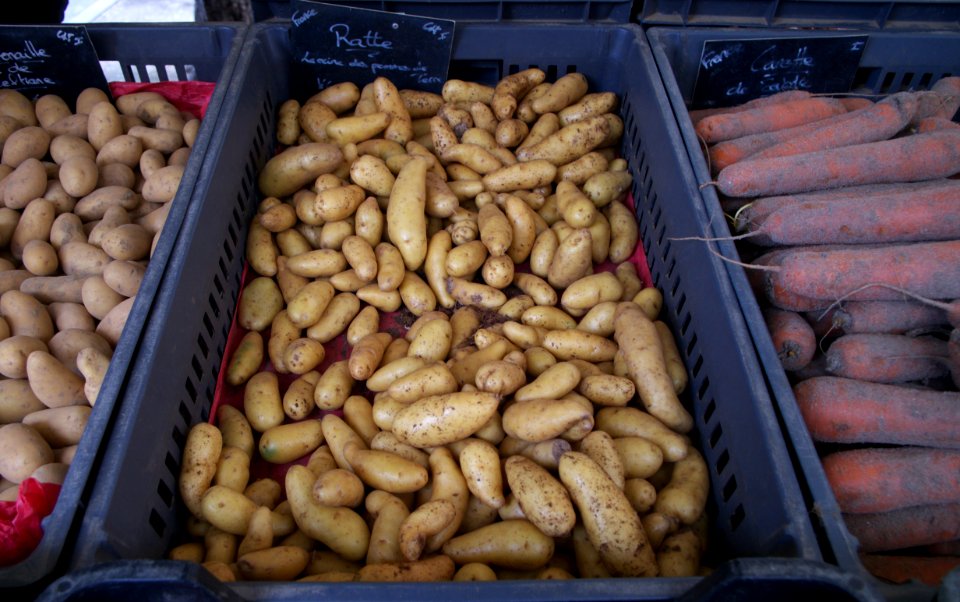 La ratte, la reine des pommes de terre