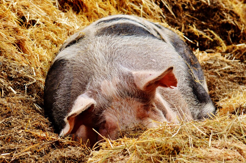 Animal relaxed concerns