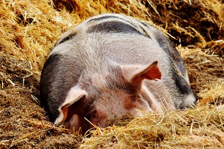 Animal relaxed concerns