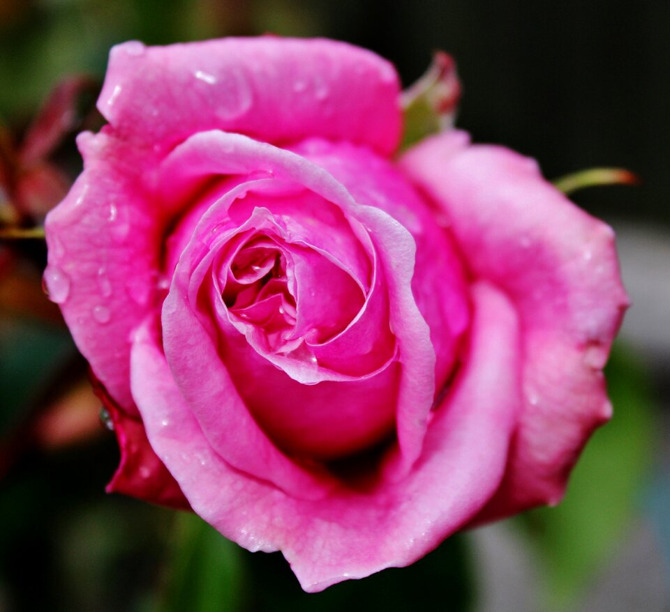 Nature flower blossom
