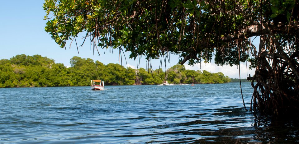 La Restinga Lagoon 9