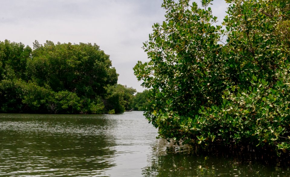La Restinga Lagoon, Isla Margarita