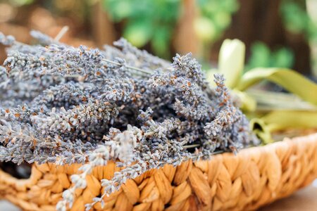 Plant texture woven basket