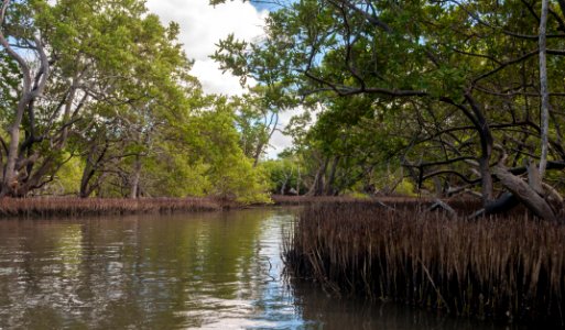 La Restinga Lagoon 22