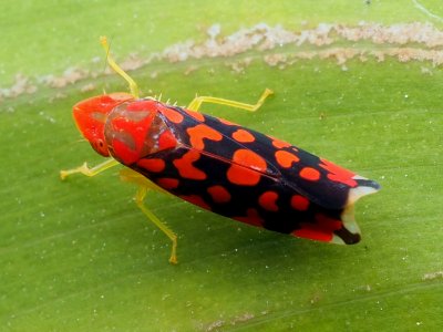 Ladoffa 139643809