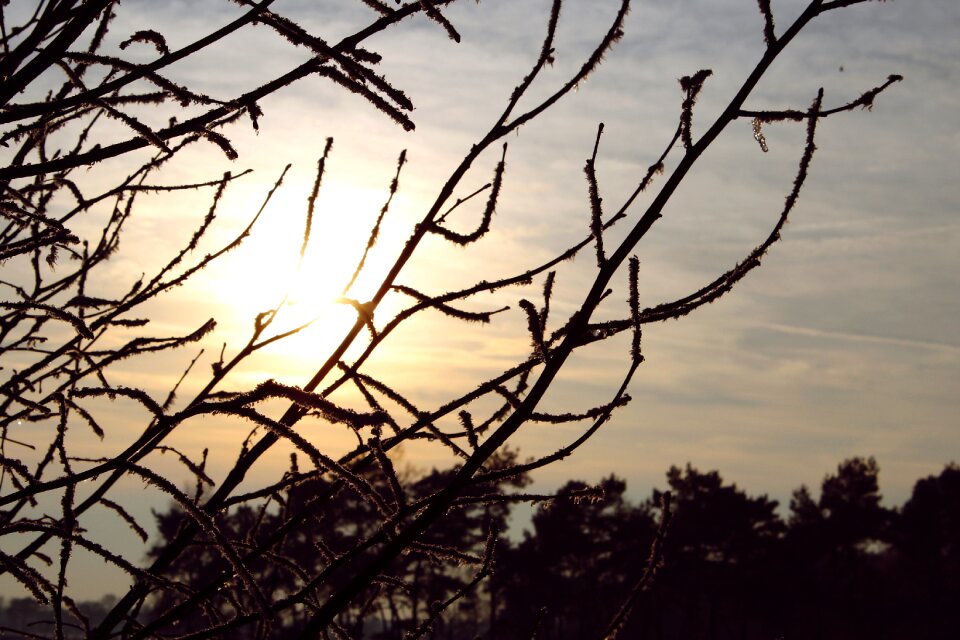 Branches seem nature