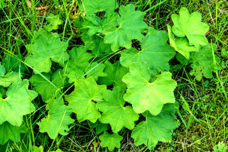 Lady's Mantle in Sämstad