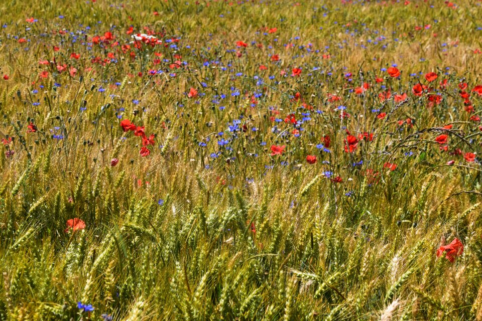 Flowers poppies summer