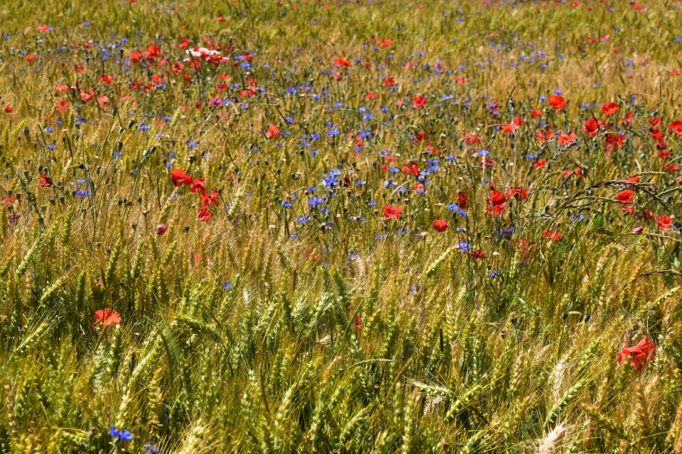 Flowers poppies summer photo