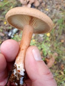 Lactarius helvus 96577643