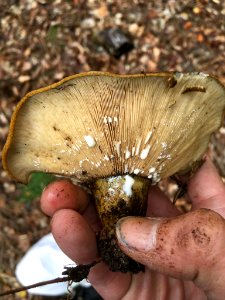 Lactarius turpis 97788328