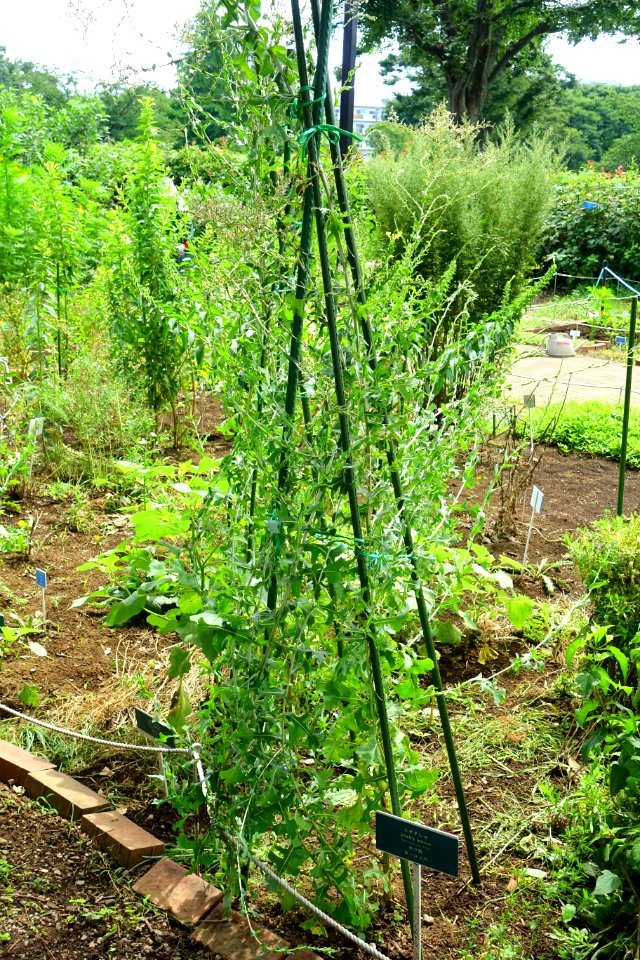 Lactuca serriola - Urban Greening Botanical Garden - Kiba Park - Koto, Tokyo, Japan - DSC05344