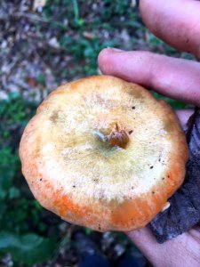 Lactarius deterrimus 97788701