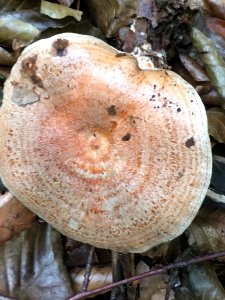 Lactarius deliciosus 97094671