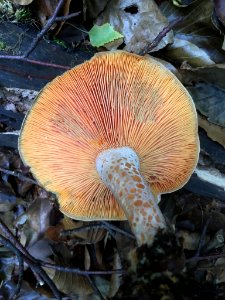 Lactarius deliciosus 97094695