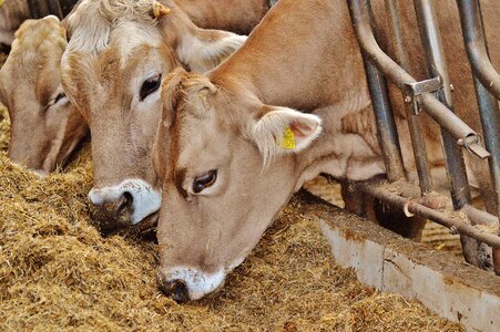 Animals farm good aiderbichl