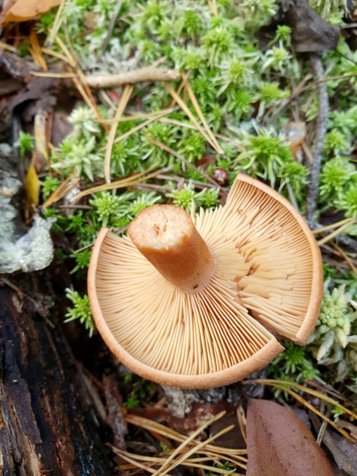 Lactarius helvus 96577648