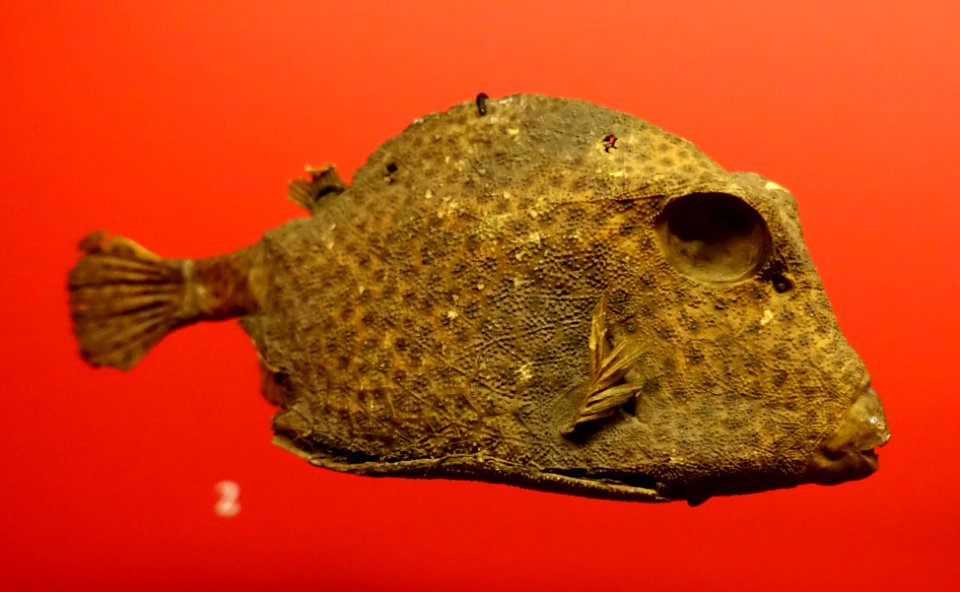 Lactophrys trigonus - Naturhistorisches Museum, Braunschweig, Germany - DSC05011