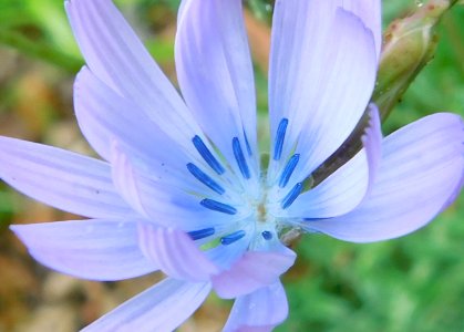 Lactuca perennis close