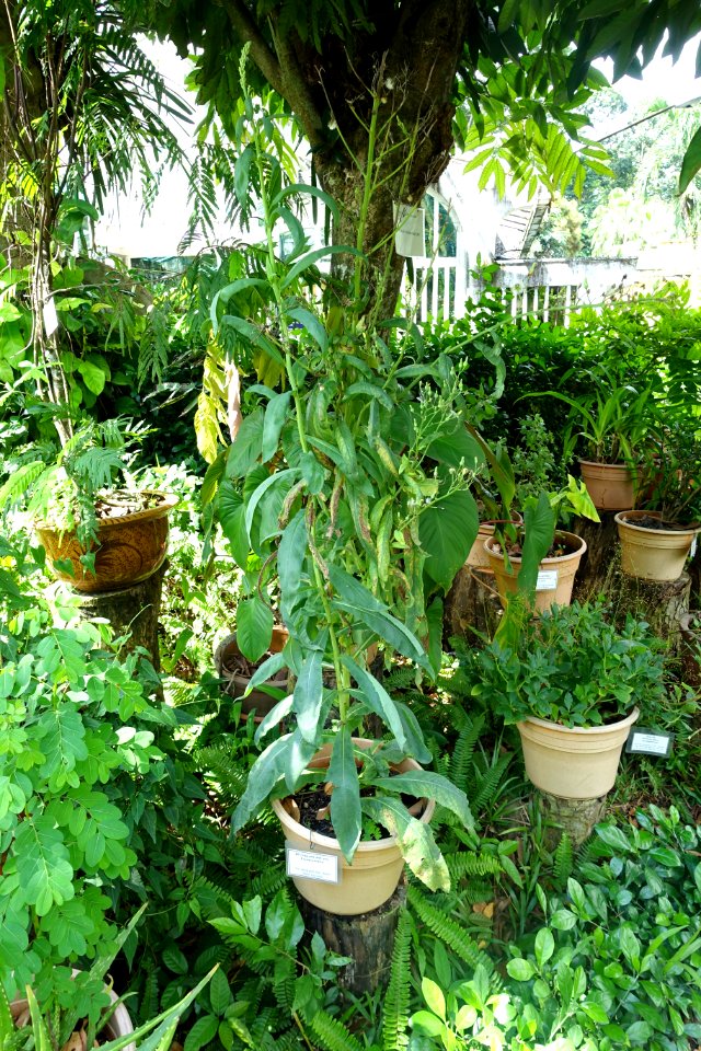 Lactuca indica - Saigon Zoo and Botanical Gardens - Ho Chi Minh City, Vietnam - DSC01245