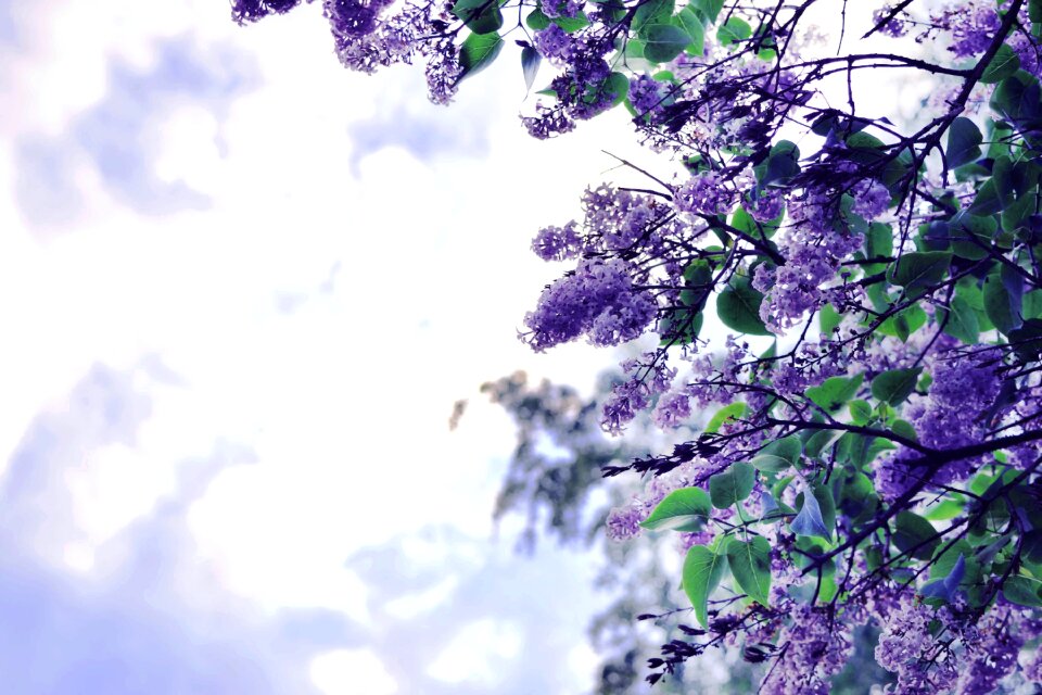 Garden bloom botanical