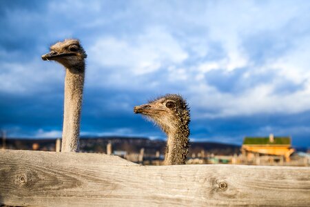 Ostrich surprise sorrow