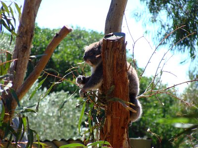 Koala australia animals australia photo