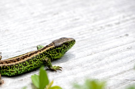 Lacerta agilis 03