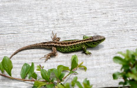 Lacerta agilis 04