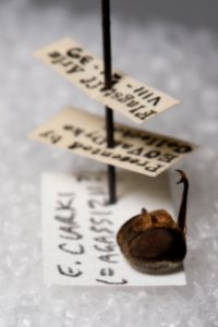 Labels and head of Exoprosopa clarki