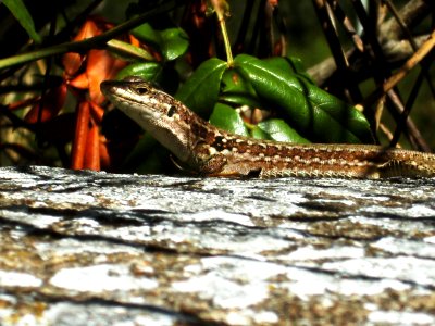 Lacertidae-1