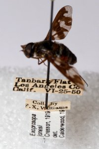 Labels of Exoprosopa jonesi specimen, CAS Entomology