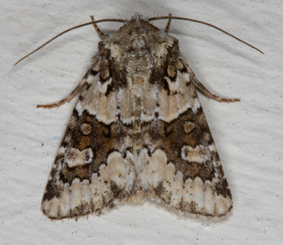 Lacinipolia strigicollis 2323693