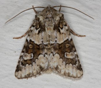 Lacinipolia strigicollis 2323693