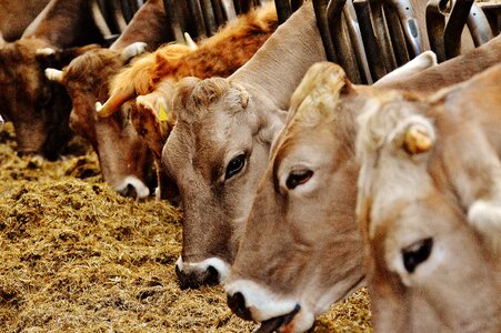 Animals farm good aiderbichl