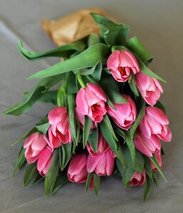 Plant decoration beauty