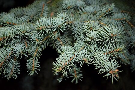 Blue spruce needles branch photo