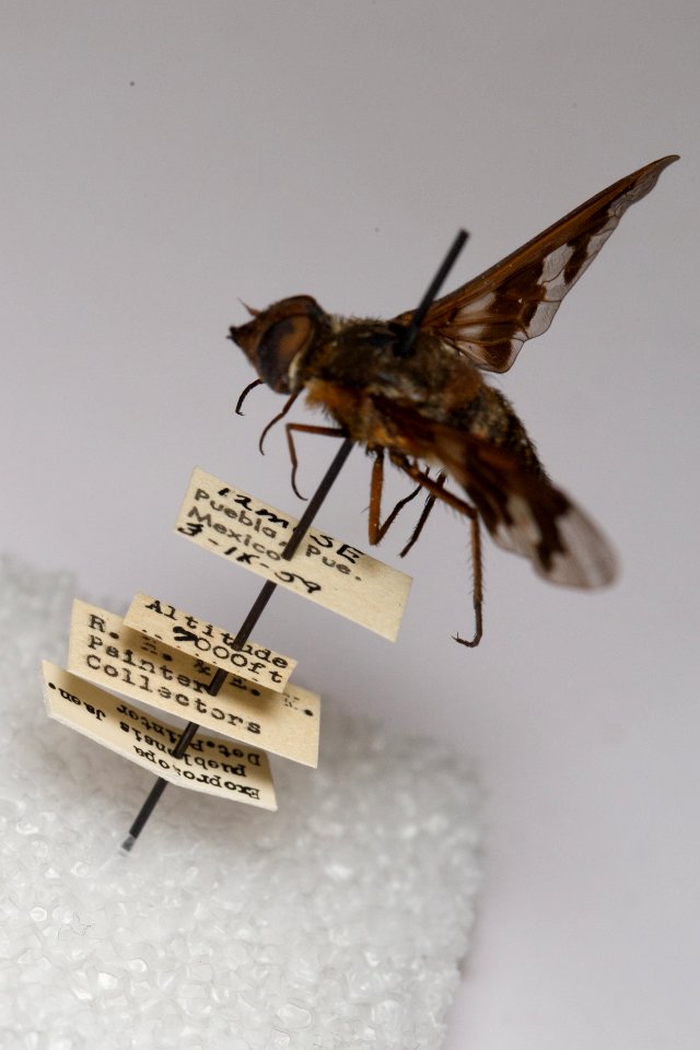 Labels of Exoprosopa pueblensis specimen, CAS Entomology