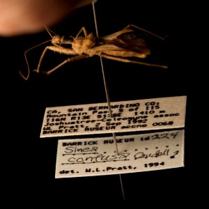 Labels on specimen of Sinea confusa, 1992-09-02, Joshua Tree National Park, Riverside County, CA, USA photo