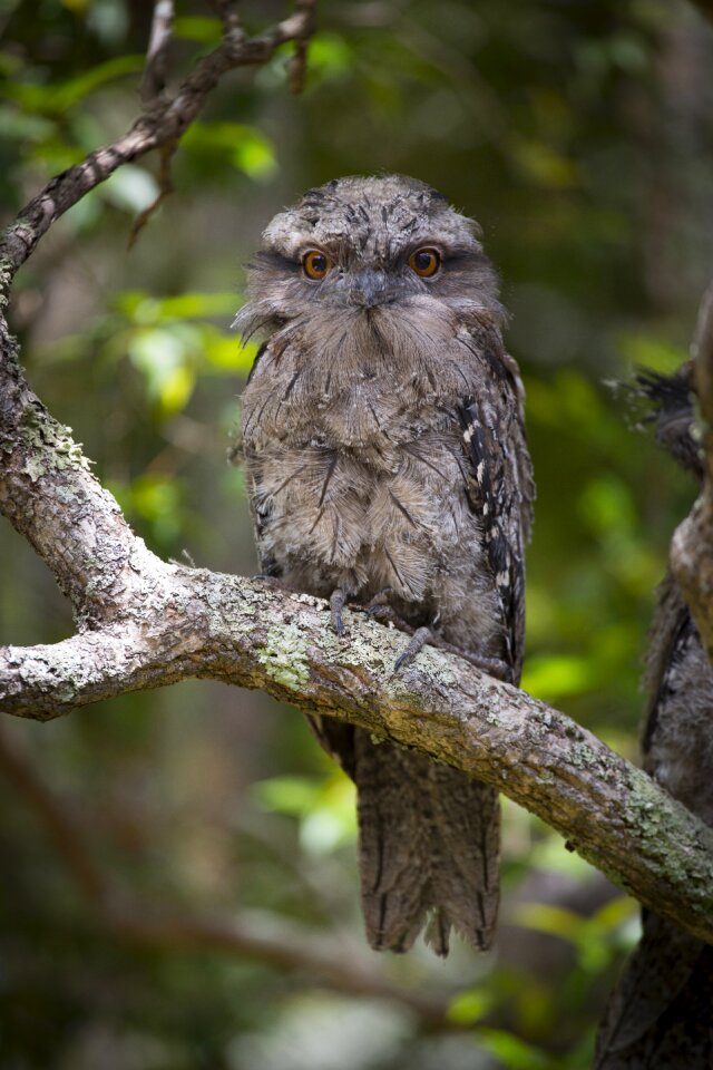 Australia bird nature