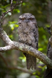 Australia bird nature