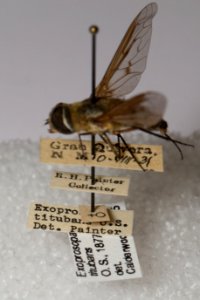 Labels of Exoprosopa titubans specimen, CAS Entomology